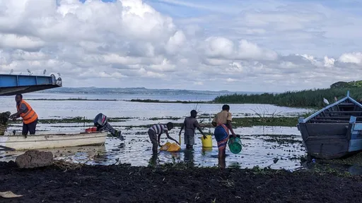 Gugumaji jipya linavyotishia uhai wa viumbe hai Ziwa Victoria, Tanzania